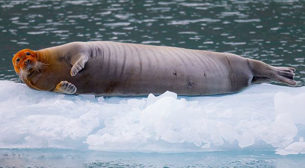 Ų��˹�߶�����Ⱥ��һֻ�������ع�������