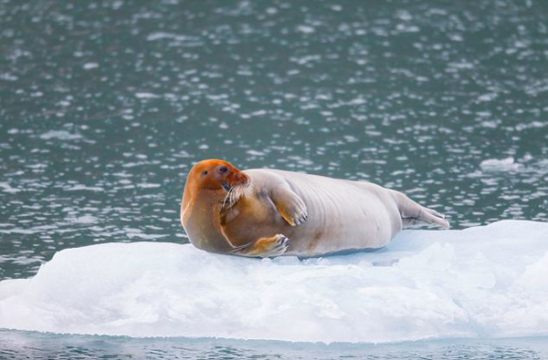 Ų��˹�߶�����Ⱥ��һֻ�������ع�������