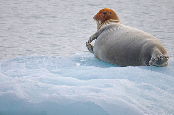 Ų��˹�߶�����Ⱥ��һֻ�������ع�������