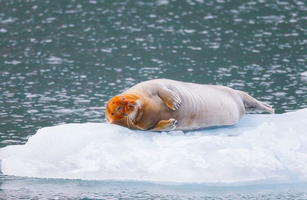 Ų��˹�߶�����Ⱥ��һֻ�������ع�������