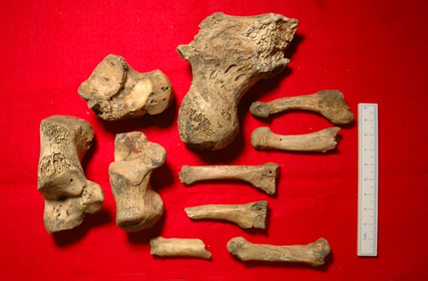 Severed Heads Eaten by Dogs in Roman Times