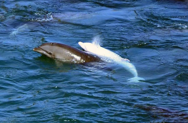 A baby albino dolphin rounded up with others in Taiji Cove, Japan, has already b