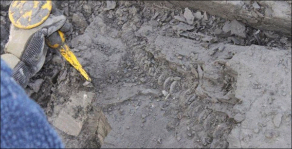 Ӣ��٪�޼ͺ�������������ʯ��������Ѱ����