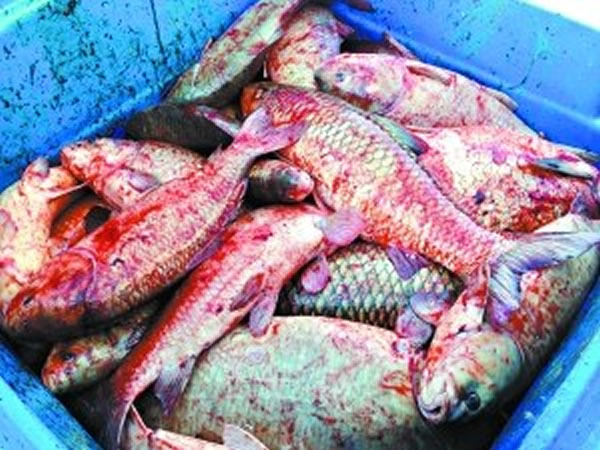 美国从2009年开始大规模捕杀河流里的亚洲鲤鱼