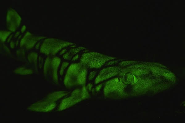 ��ѧ�ҷ��ֳ���180�ֵĺ��׷�����