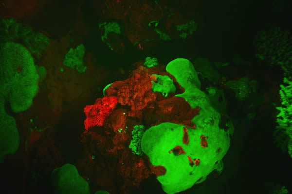 ��ѧ�ҷ��ֳ���180�ֵĺ��׷�����