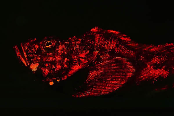 ��ѧ�ҷ��ֳ���180�ֵĺ��׷�����