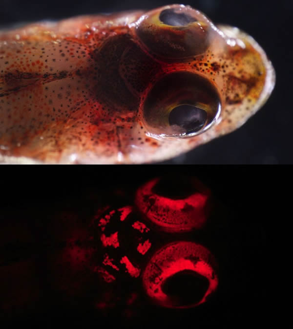 ��ѧ�ҷ��ֳ���180�ֵĺ��׷�����