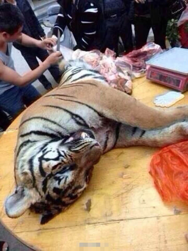 当街宰杀老虎?
