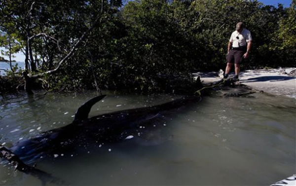 ��8ͷ�캽����������������ݺ�����������