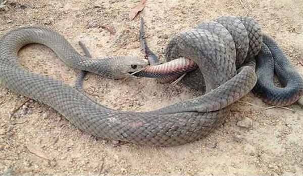 澳洲一条棕伊澳蛇吞噬一条赤腹伊澳蛇