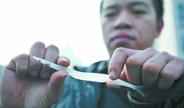 长江捞起一条全身透明的“银鱼”