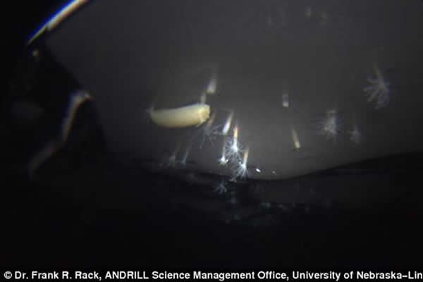 南极冰架下的新物种暗示木星二欧罗巴上也有可能出现类似的海洋生物