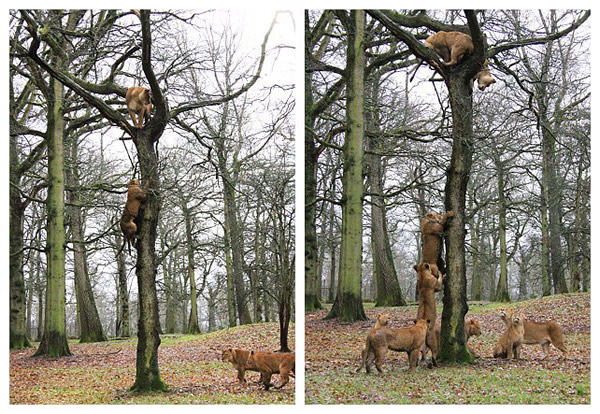 英国野生动物园三头狮子爬上一棵高大的橡树