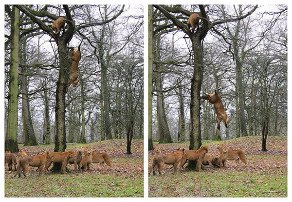 英国野生动物园三头狮子爬上一棵高大的橡树