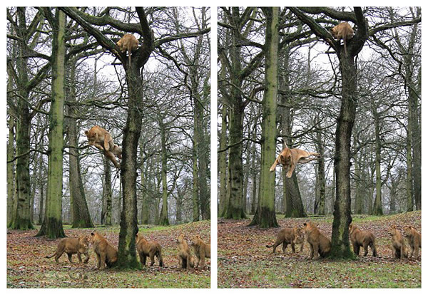 英国野生动物园三头狮子爬上一棵高大的橡树