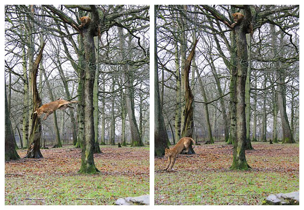 英国野生动物园三头狮子爬上一棵高大的橡树