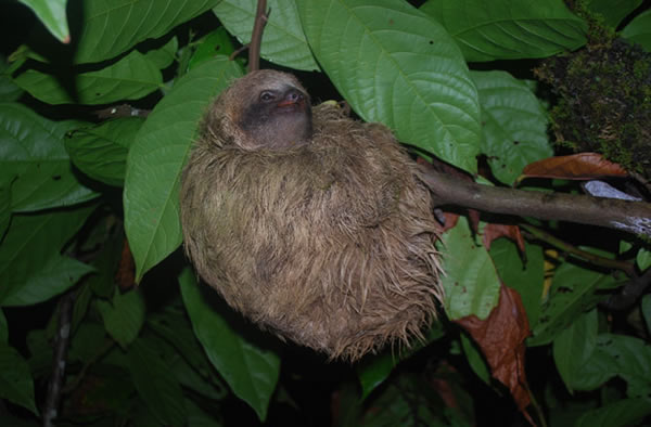 The soiled fur of sloths attracts moths, which then die and rot and contribute t