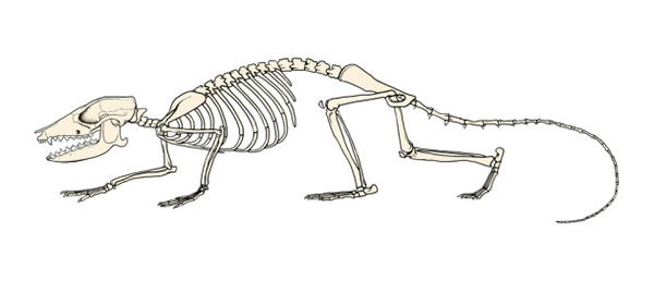 最早的胎盘哺乳动物复原图