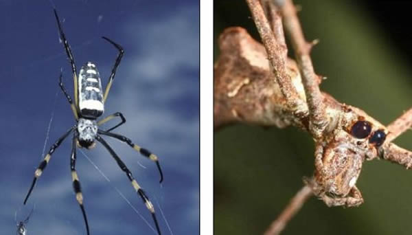 左为金丝圆蛛,右为鬼面蛛。雄蛛化石的发现促使科学家怀疑此前的判断,即这种史前蜘蛛来自于络新妇属家族。络新妇属雄蛛的体型远不及雌蛛,但新发现的史前雄蛛并不比雌蛛小