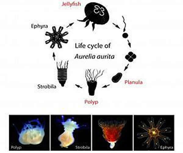 �¶��½��ᵼ��ˮĸ���ڴ������⵰���ʣ��Ӷ�����ˮĸ���Ρ�