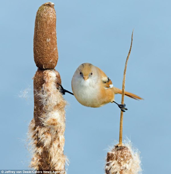 ����ȸ֦ͷ����������١�