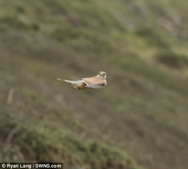 Ӣ����ѧ����������ĺ���ԭͼ