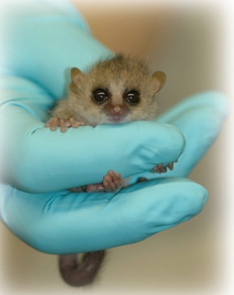 世界上最小的灵长目动物——狐猴