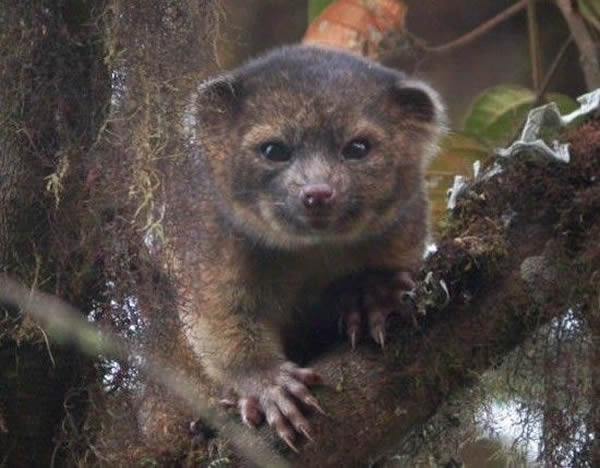 小尖吻浣熊的发现之旅