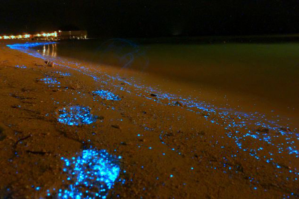 马尔代夫海滩的发光浮游植物