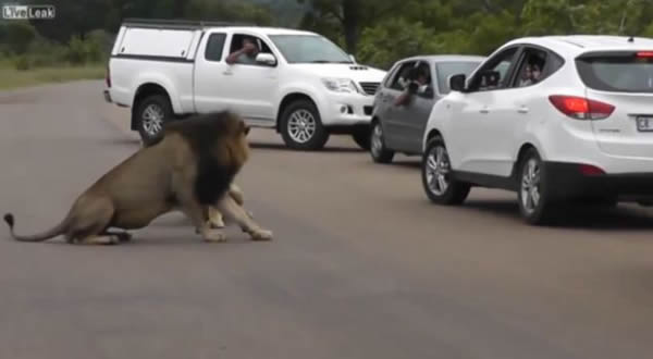 �Ϸǿ�³����ҹ�԰�οͿ������ú���Σ������ʨ