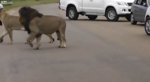 �Ϸǿ�³����ҹ�԰�οͿ������ú���Σ������ʨ