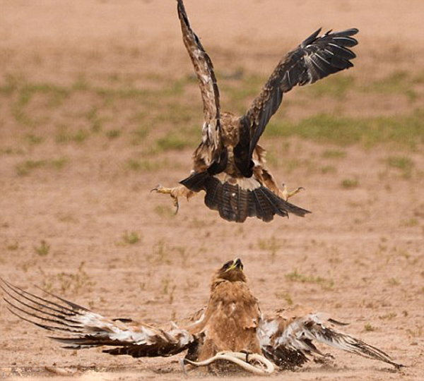 纳米比亚卡拉哈迪国家公园三只鹰争夺一条剧毒眼镜蛇