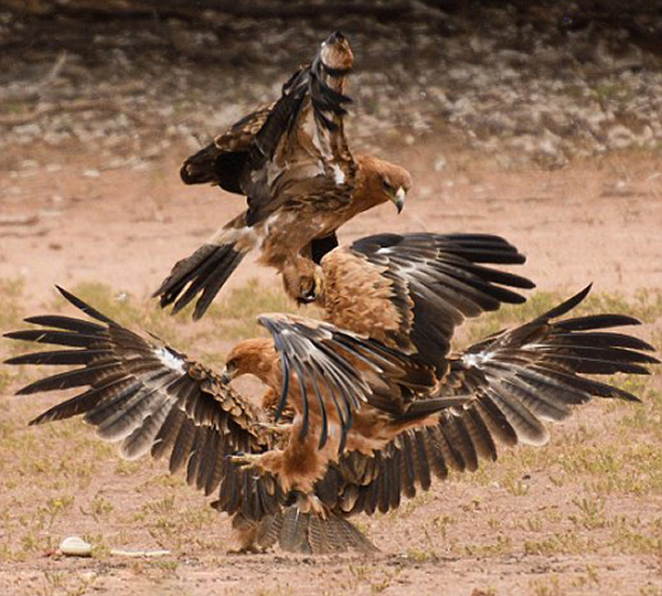 纳米比亚卡拉哈迪国家公园三只鹰争夺一条剧毒眼镜蛇