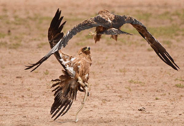 纳米比亚卡拉哈迪国家公园三只鹰争夺一条剧毒眼镜蛇