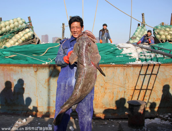 浙江舟山渔民捕获近1米长特大野生海鲫鱼 - 神