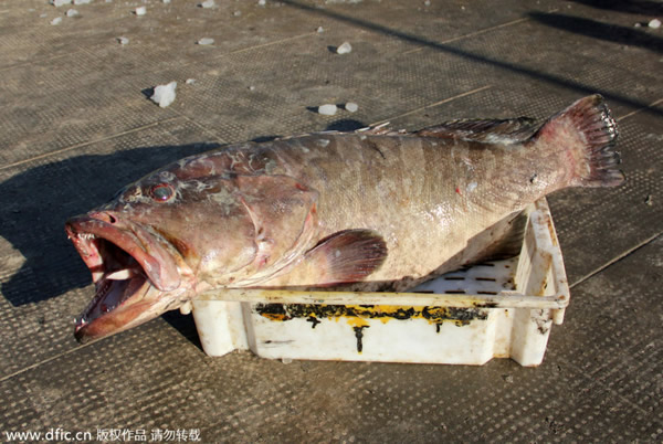 �㽭��ɽ���񲶻��1�׳��ش�Ұ��������