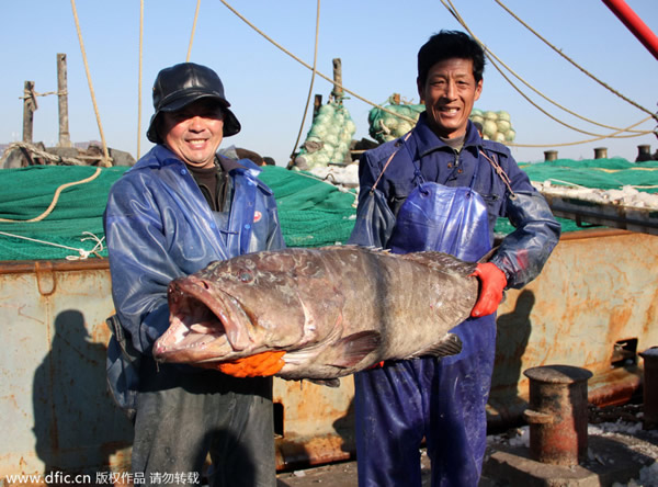 浙江舟山渔民捕获近1米长特大野生海鲫鱼
