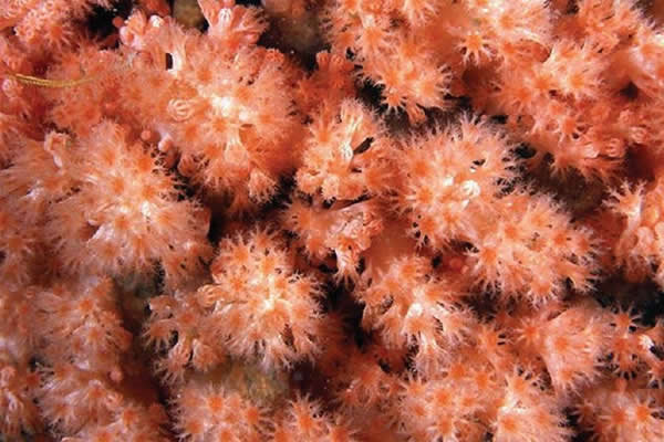 Octocoral