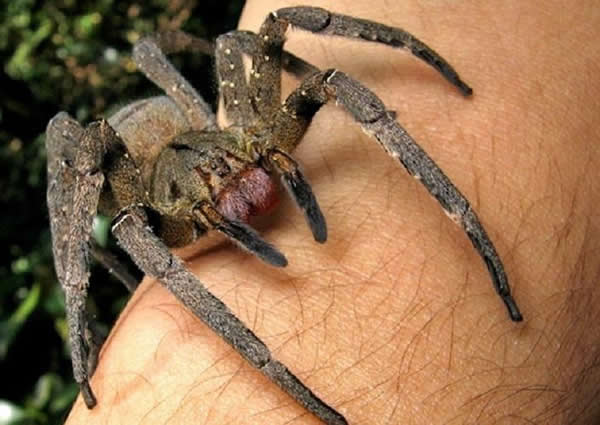 巴西流浪蜘蛛