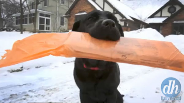 拉布拉多“摩根”不畏风雪坚持每早叼来晨报给主人
