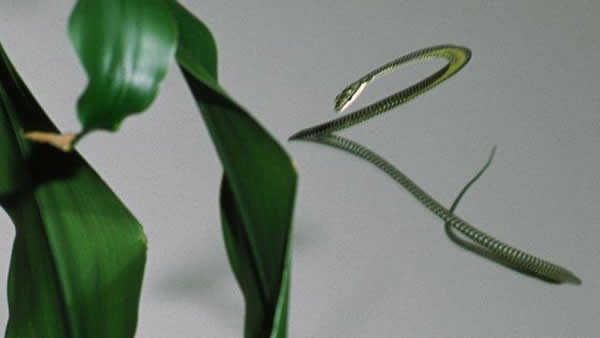 弗吉尼亚理工学院的Jake Socha教授描述了飞蛇如何在空中改变自己的形态