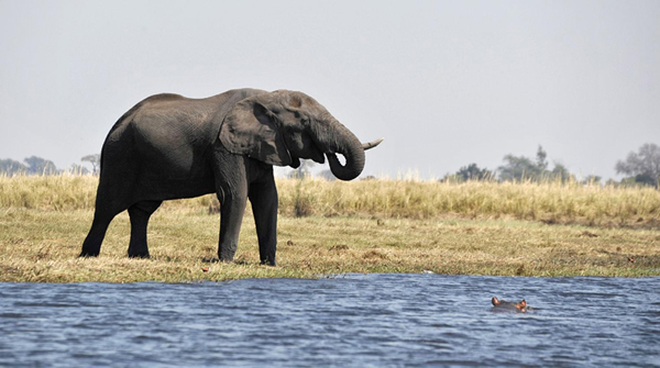 非洲博茨瓦纳:河马咆哮大象