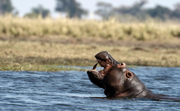 非洲博茨瓦纳:河马咆哮大象