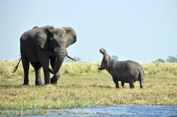 非洲博茨瓦纳:河马咆哮大象