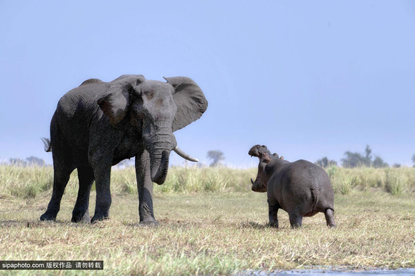 非洲博茨瓦纳:河马咆哮大象