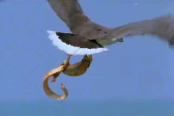 �����Բ��綾���߿������ⷴҧ