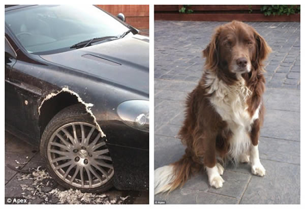 英国宠物狗因主人离家情绪差咬坏8万英镑名车