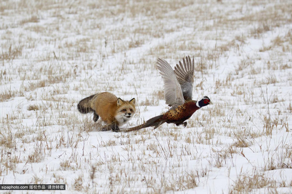 �������Ұ���Խƻ���ʳ�߱�ɫ