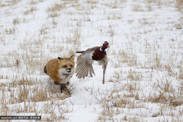 �������Ұ���Խƻ���ʳ�߱�ɫ